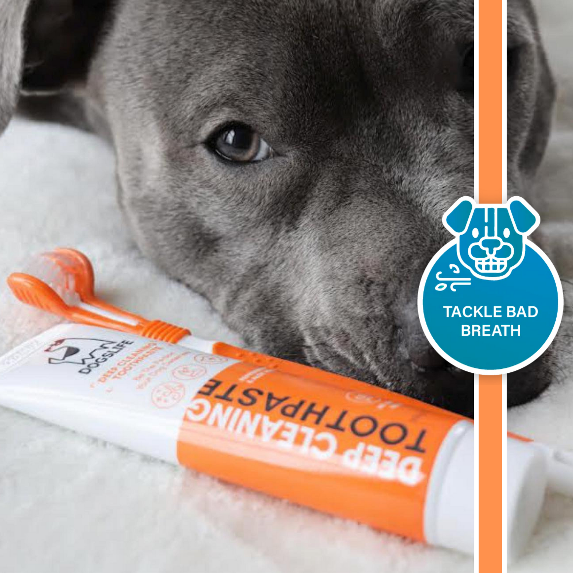 Regular toothpaste best sale for dogs